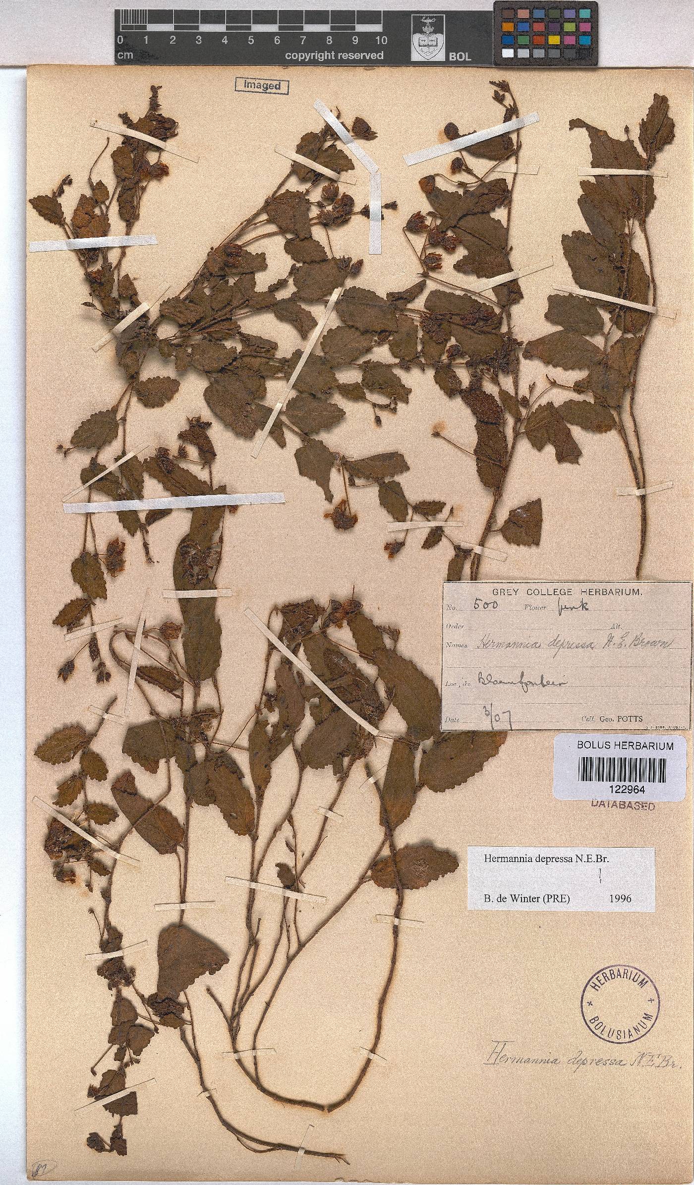 Hermannia depressa image