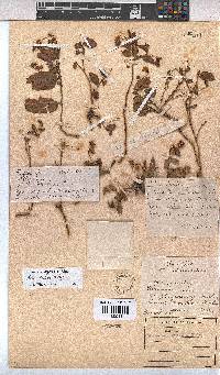 Hermannia depressa image