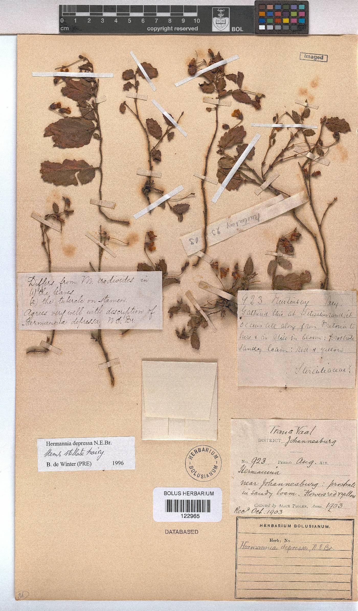 Hermannia depressa image