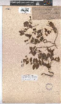 Hermannia depressa image