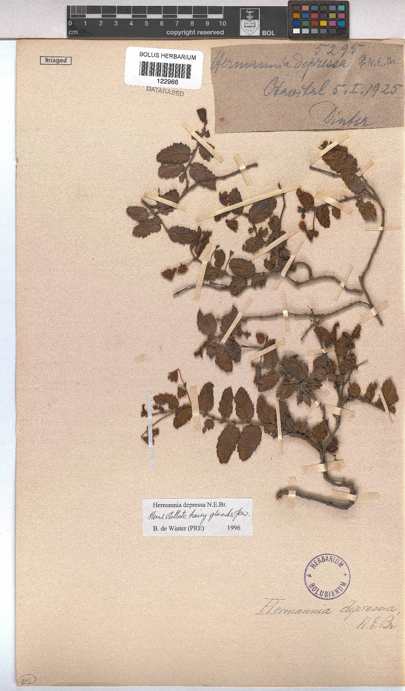 Hermannia depressa image