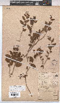 Hermannia depressa image