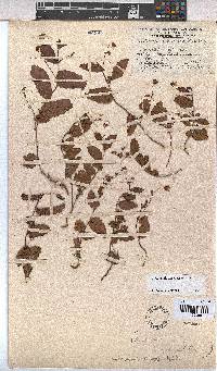 Hermannia depressa image