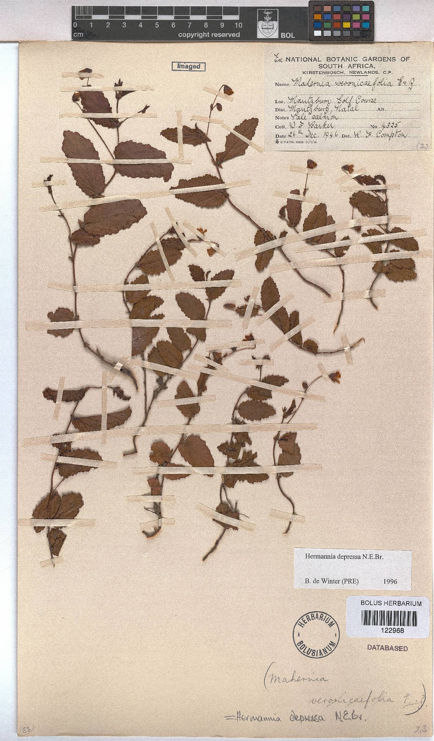 Hermannia depressa image