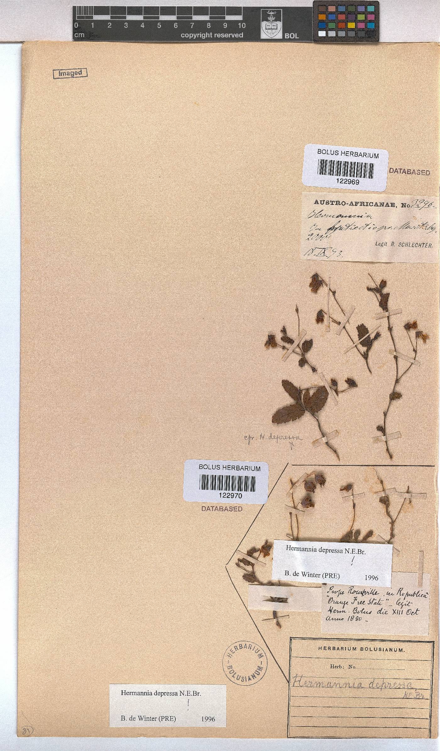 Hermannia depressa image