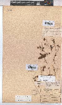 Hermannia depressa image