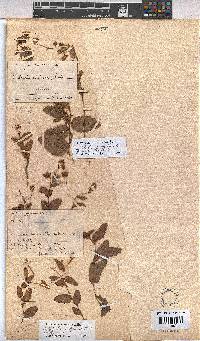 Hermannia depressa image