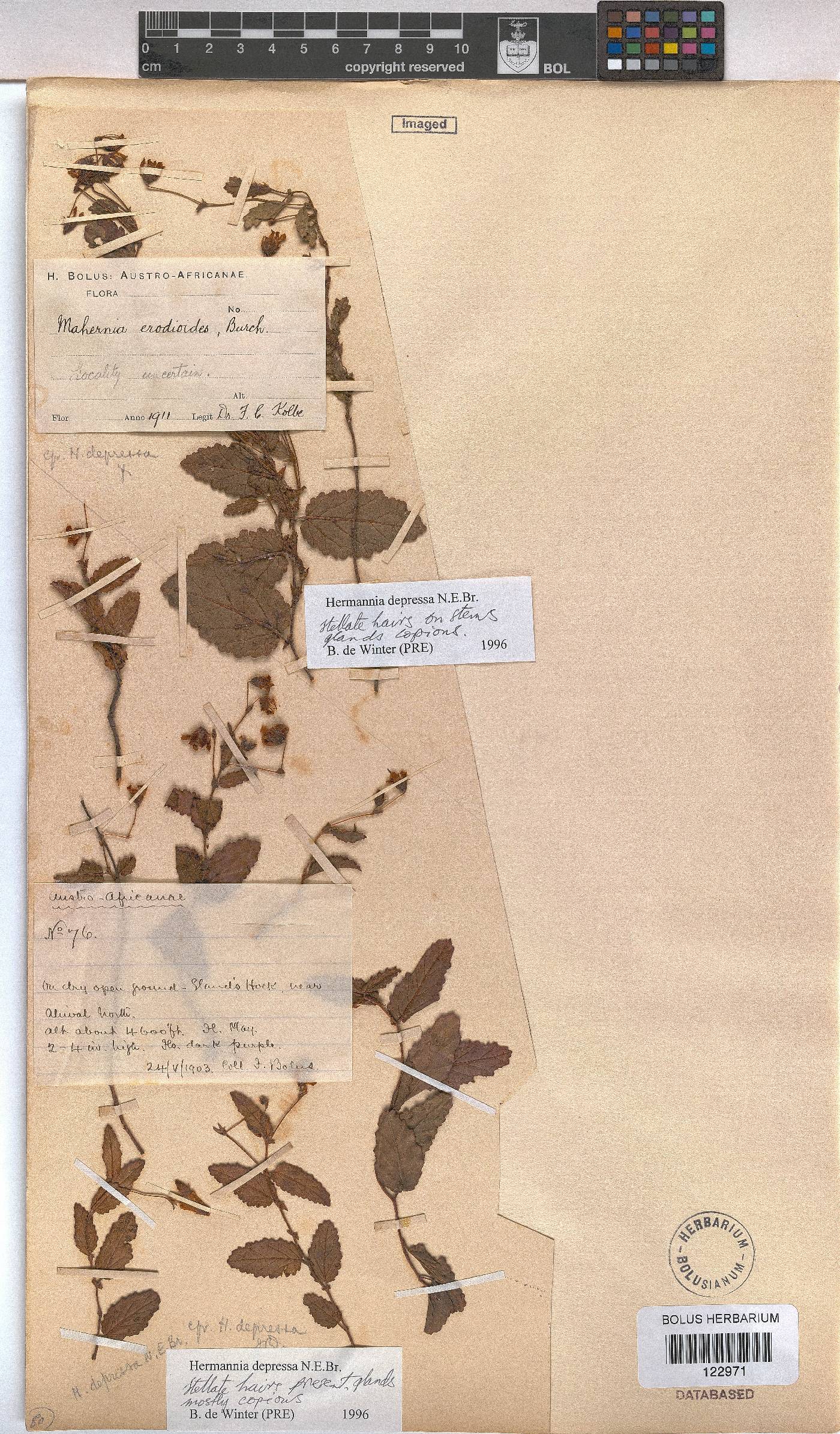 Hermannia depressa image