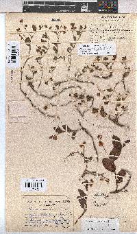 Hermannia depressa image