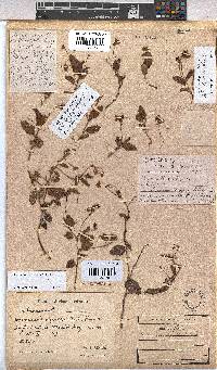 Hermannia depressa image