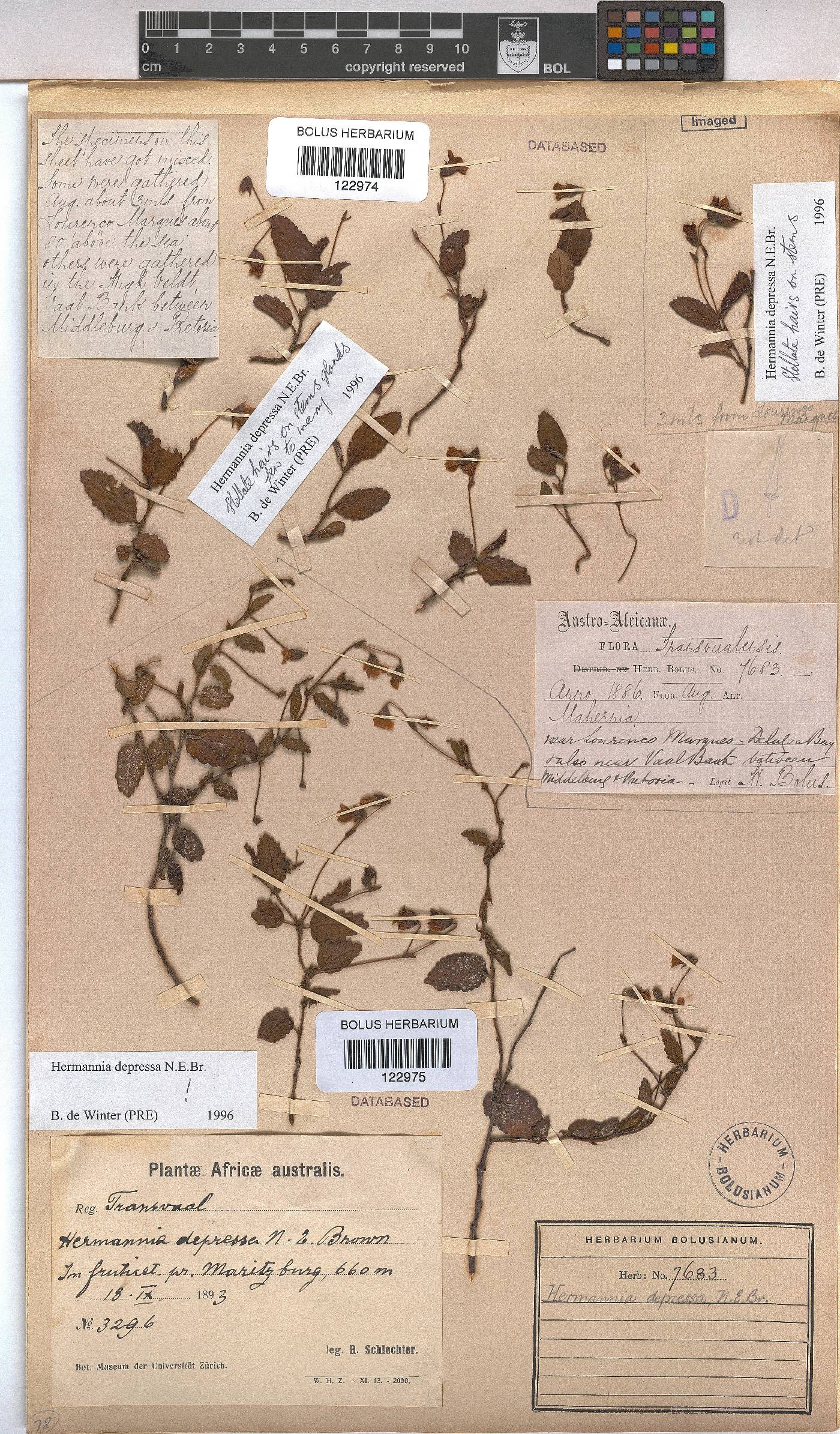 Hermannia depressa image