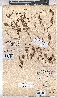 Hermannia depressa image