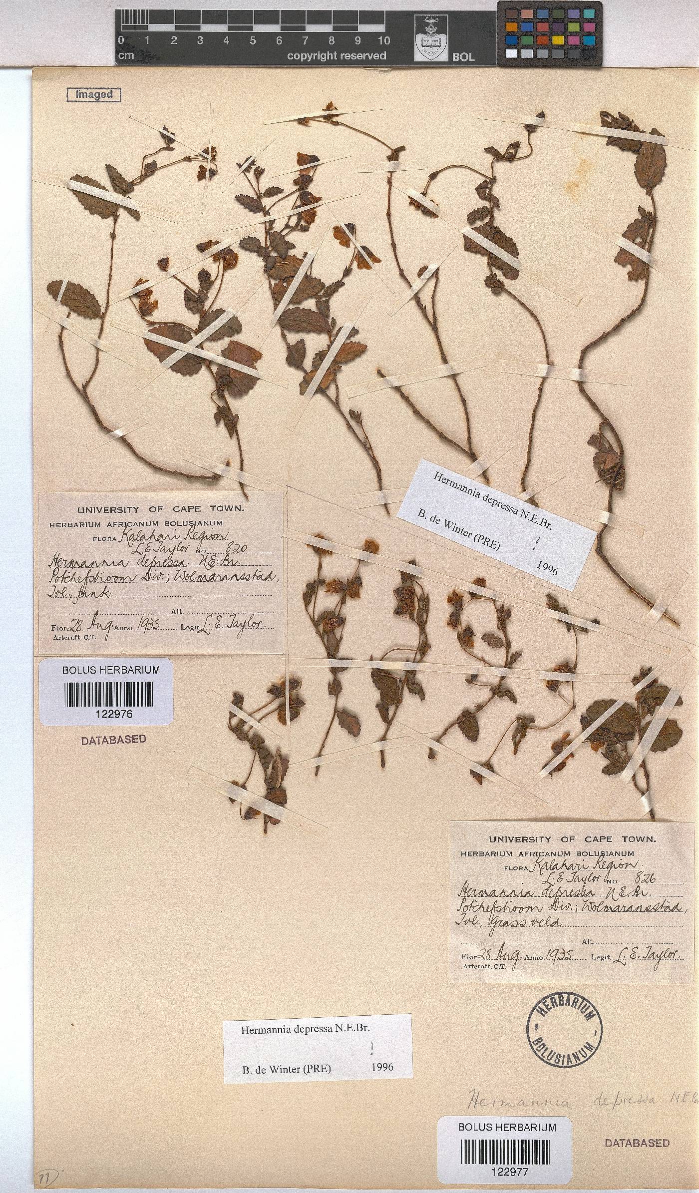 Hermannia depressa image