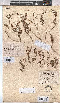 Hermannia depressa image