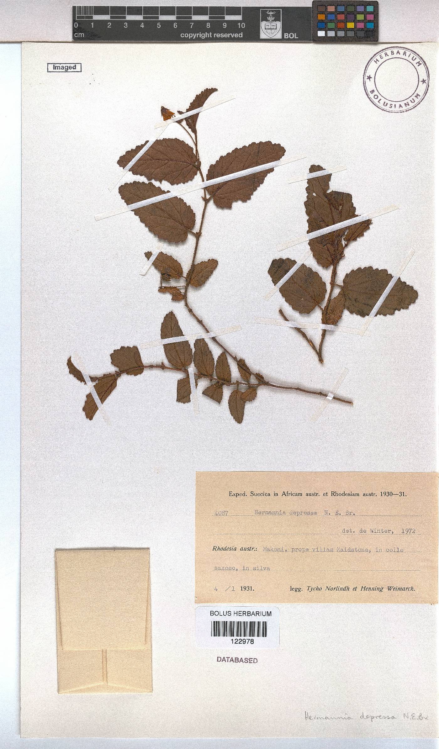 Hermannia depressa image
