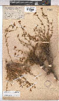 Hermannia elliottiana image