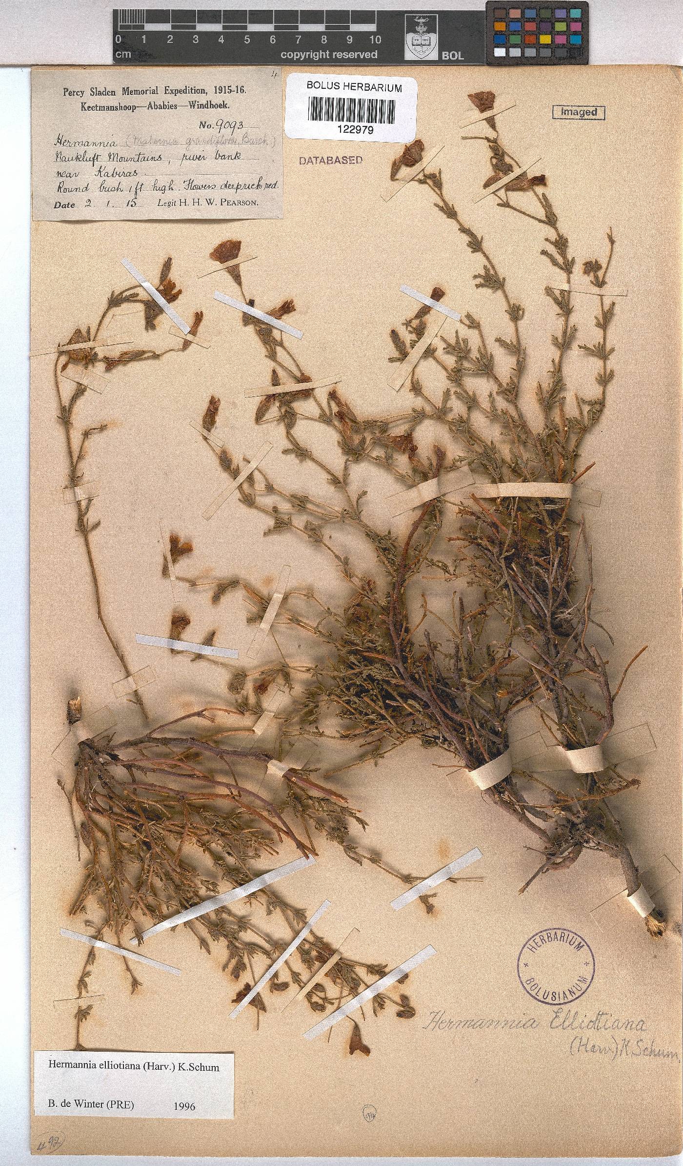 Hermannia elliottiana image