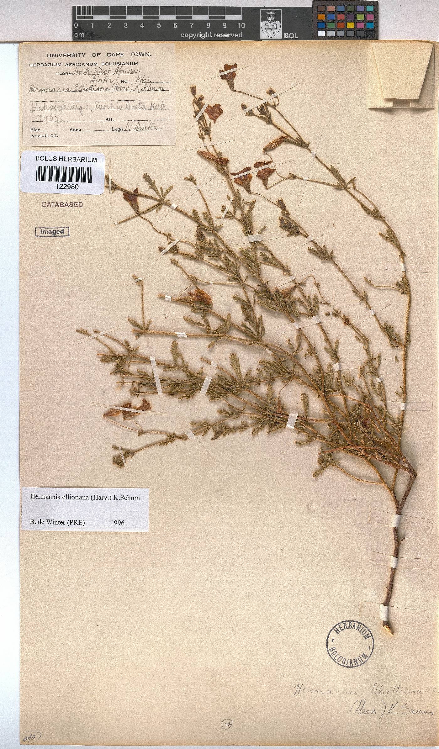Hermannia elliottiana image