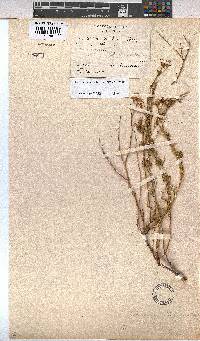 Hermannia elliottiana image