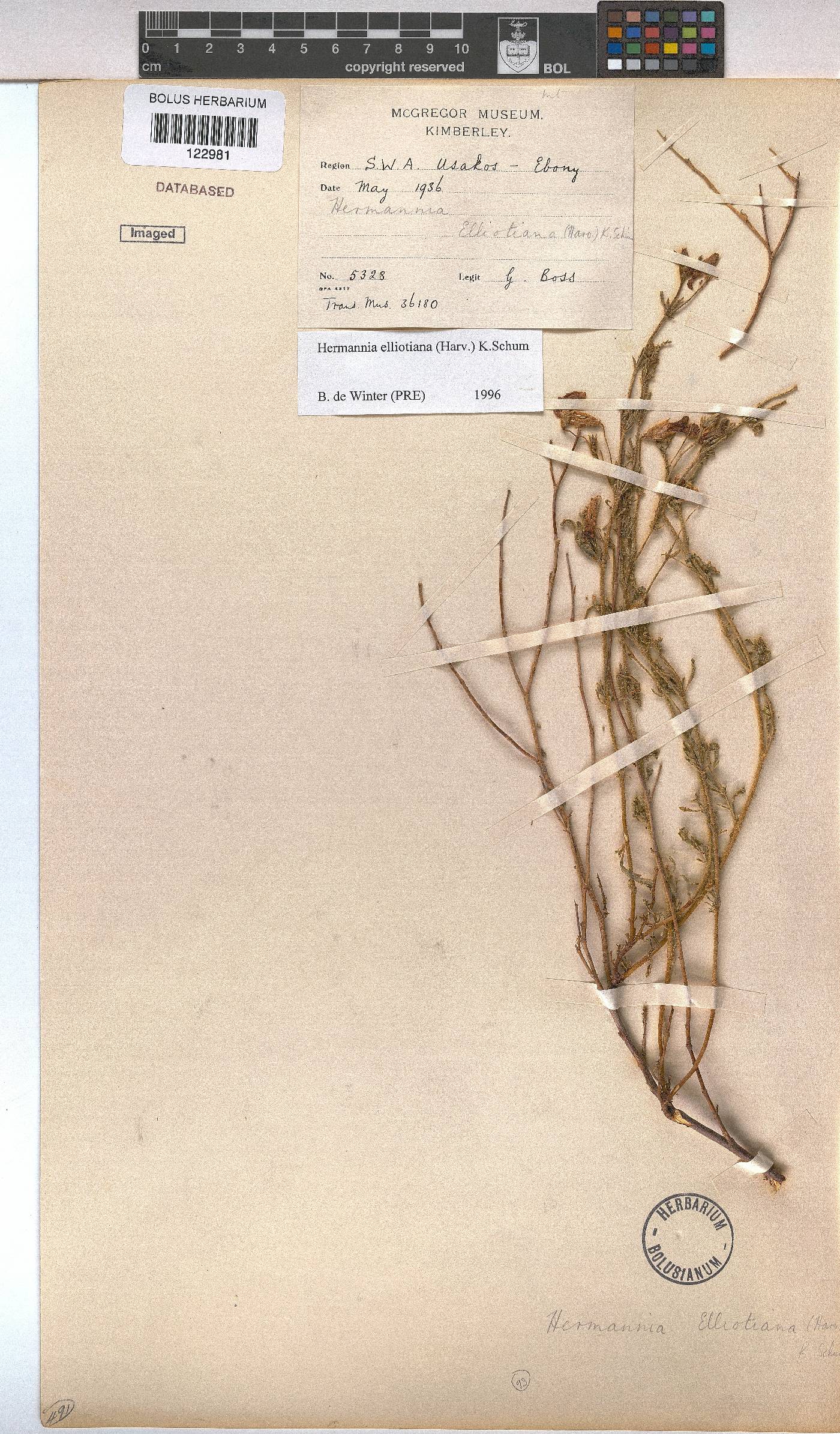 Hermannia elliottiana image