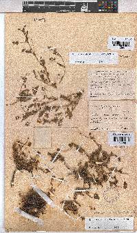 Hermannia erodioides image
