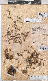 Hermannia erodioides image