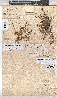 Hermannia erodioides image