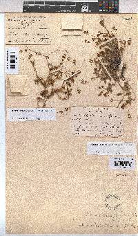 Hermannia erodioides image