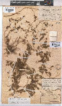 Hermannia erodioides image