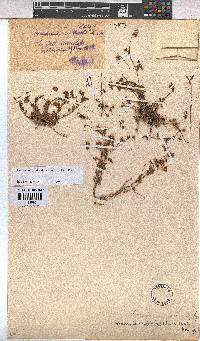 Hermannia erodioides image