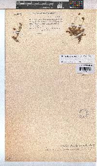 Hermannia erodioides image