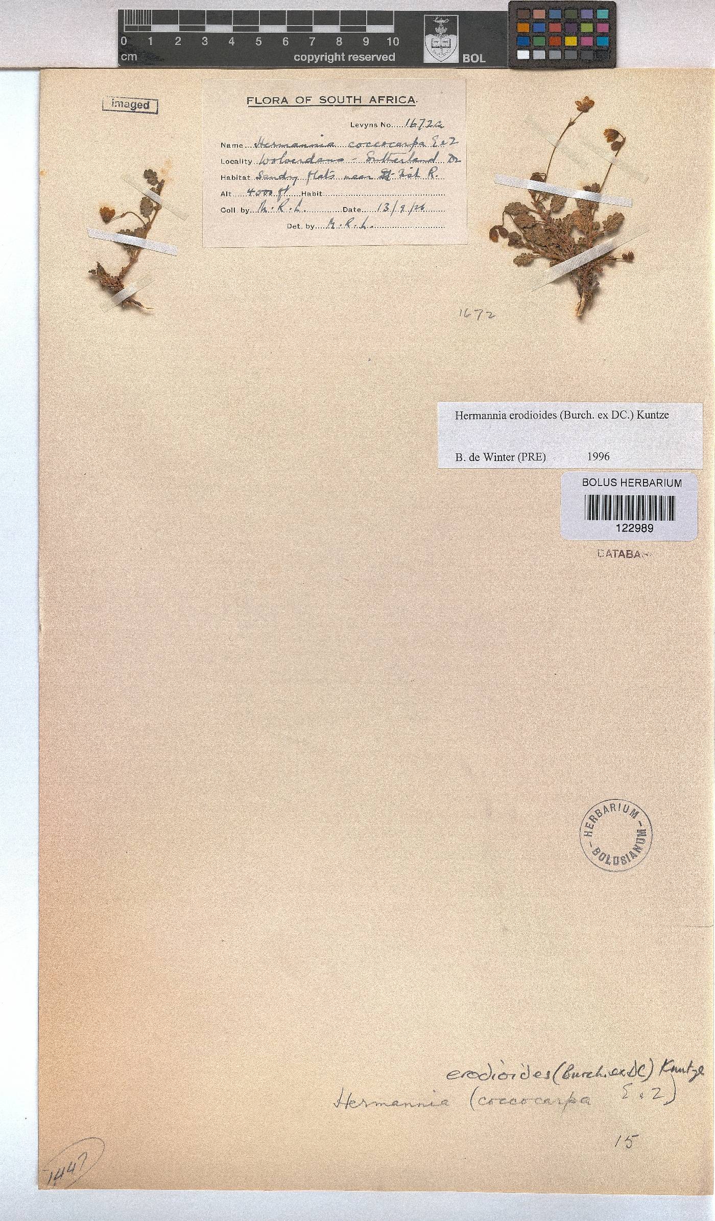 Hermannia erodioides image