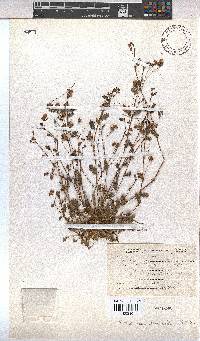 Hermannia erodioides image