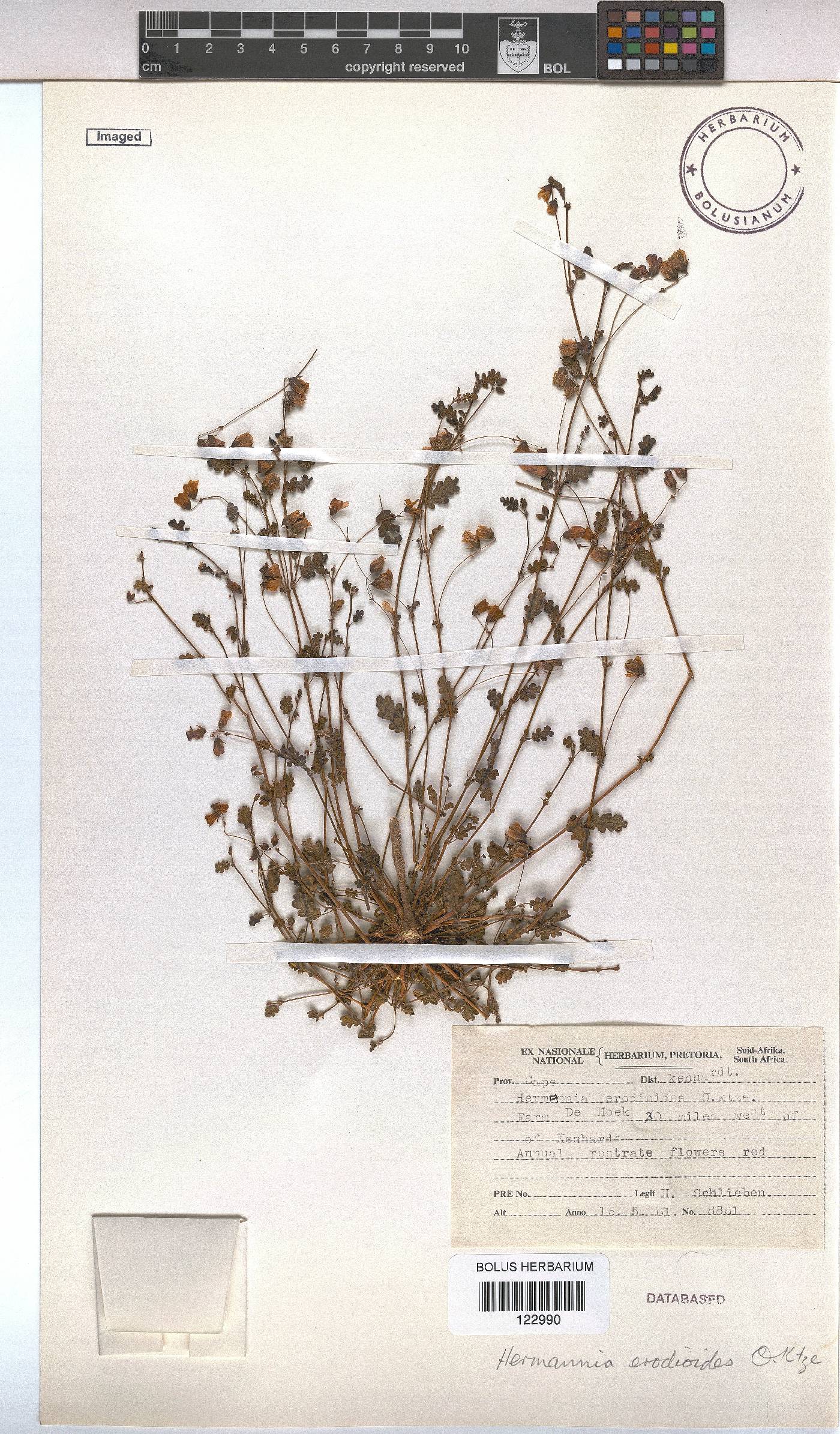 Hermannia erodioides image