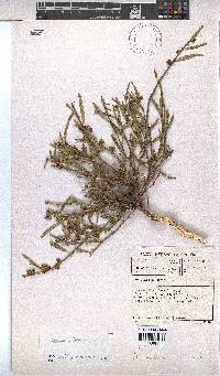Hermannia glabrata image