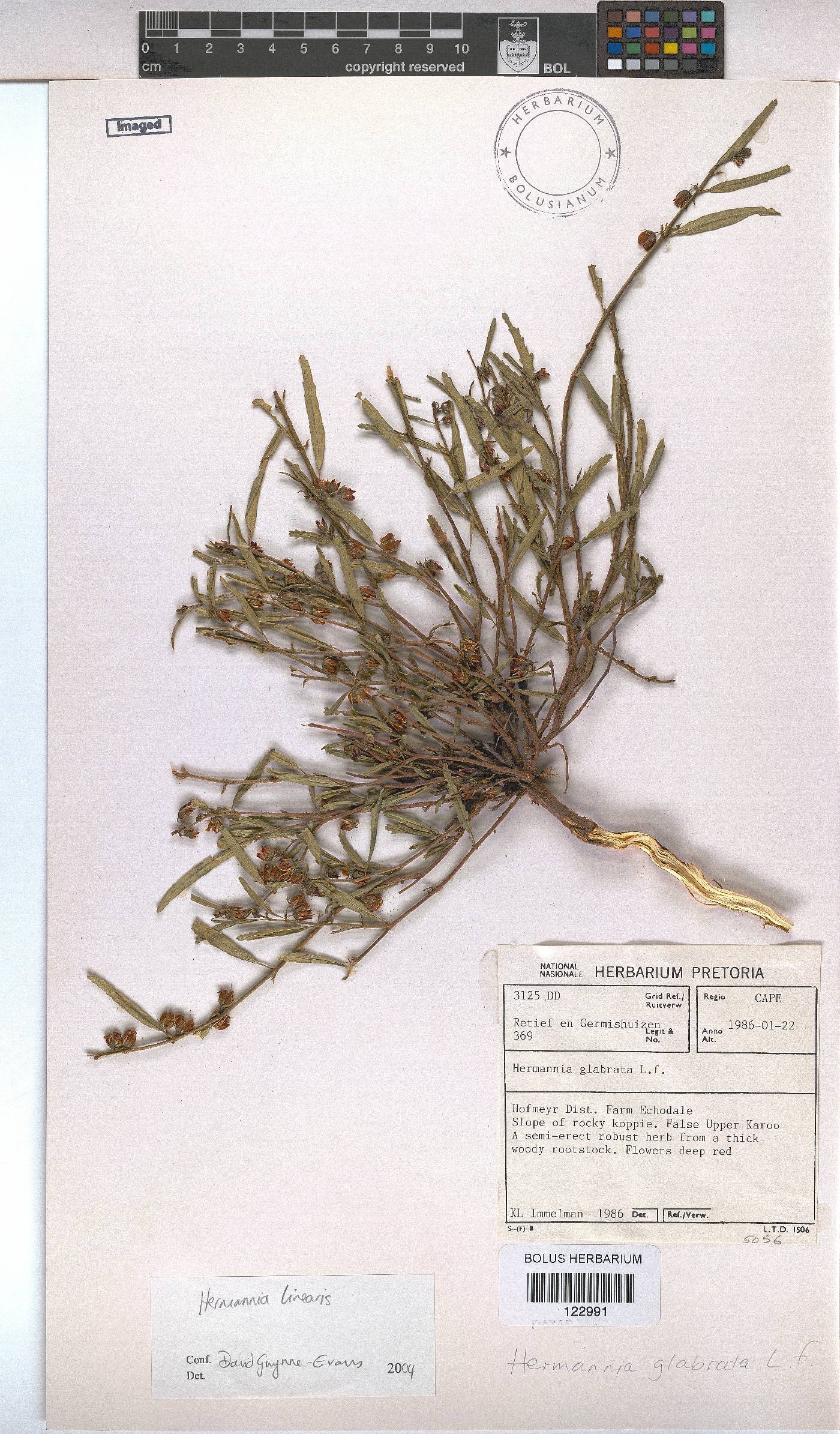 Hermannia glabrata image