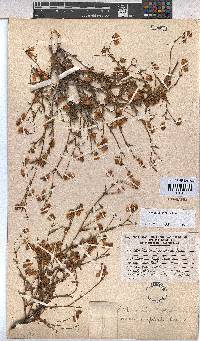 Hermannia glabrata image