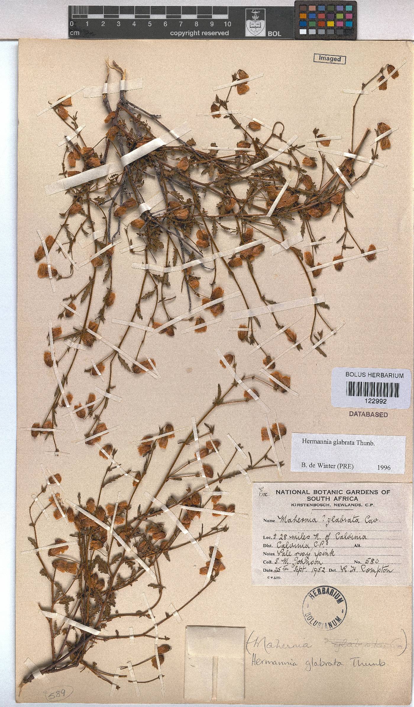 Hermannia glabrata image