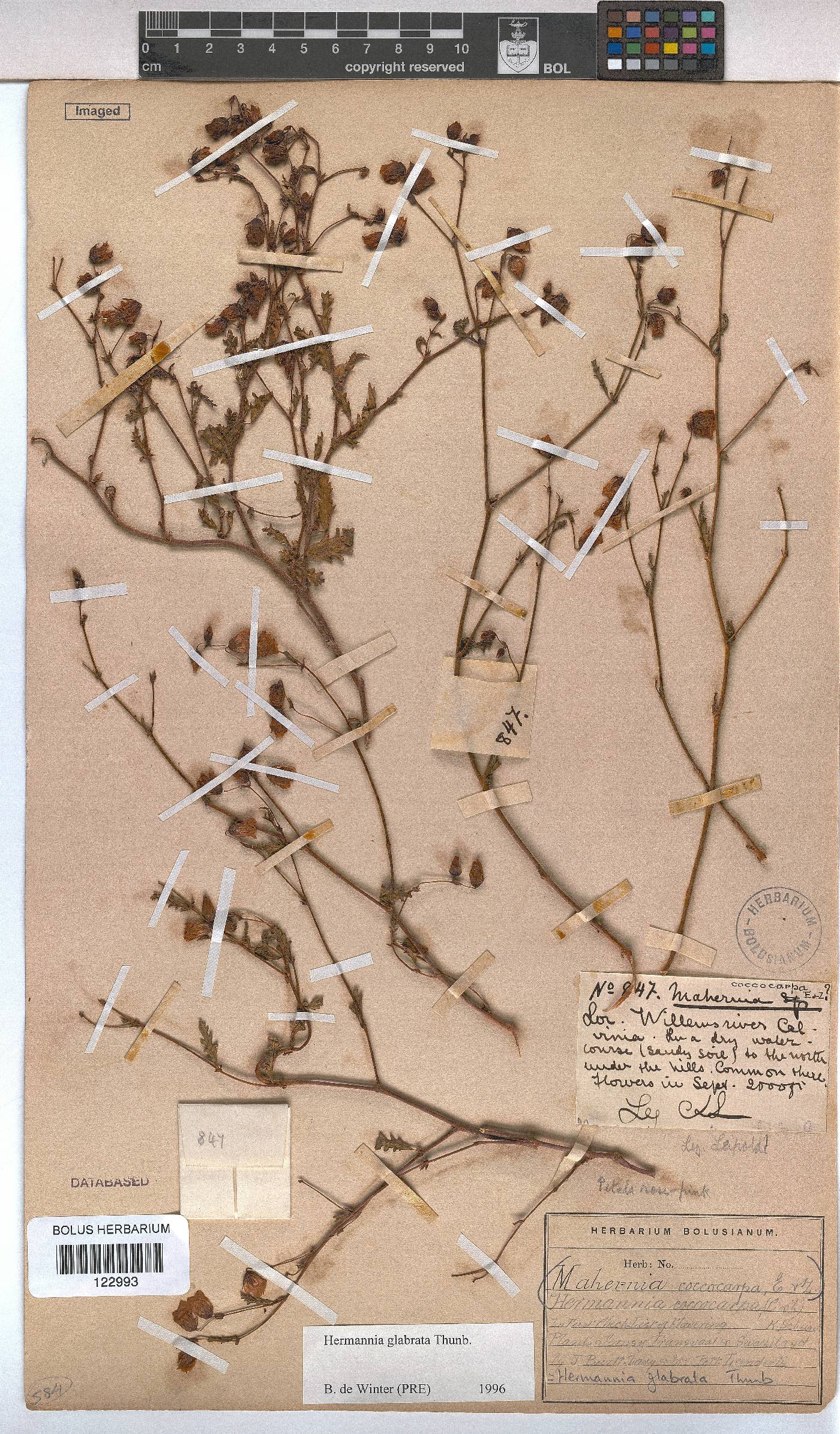 Hermannia glabrata image
