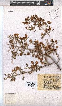 Hermannia burchellii image