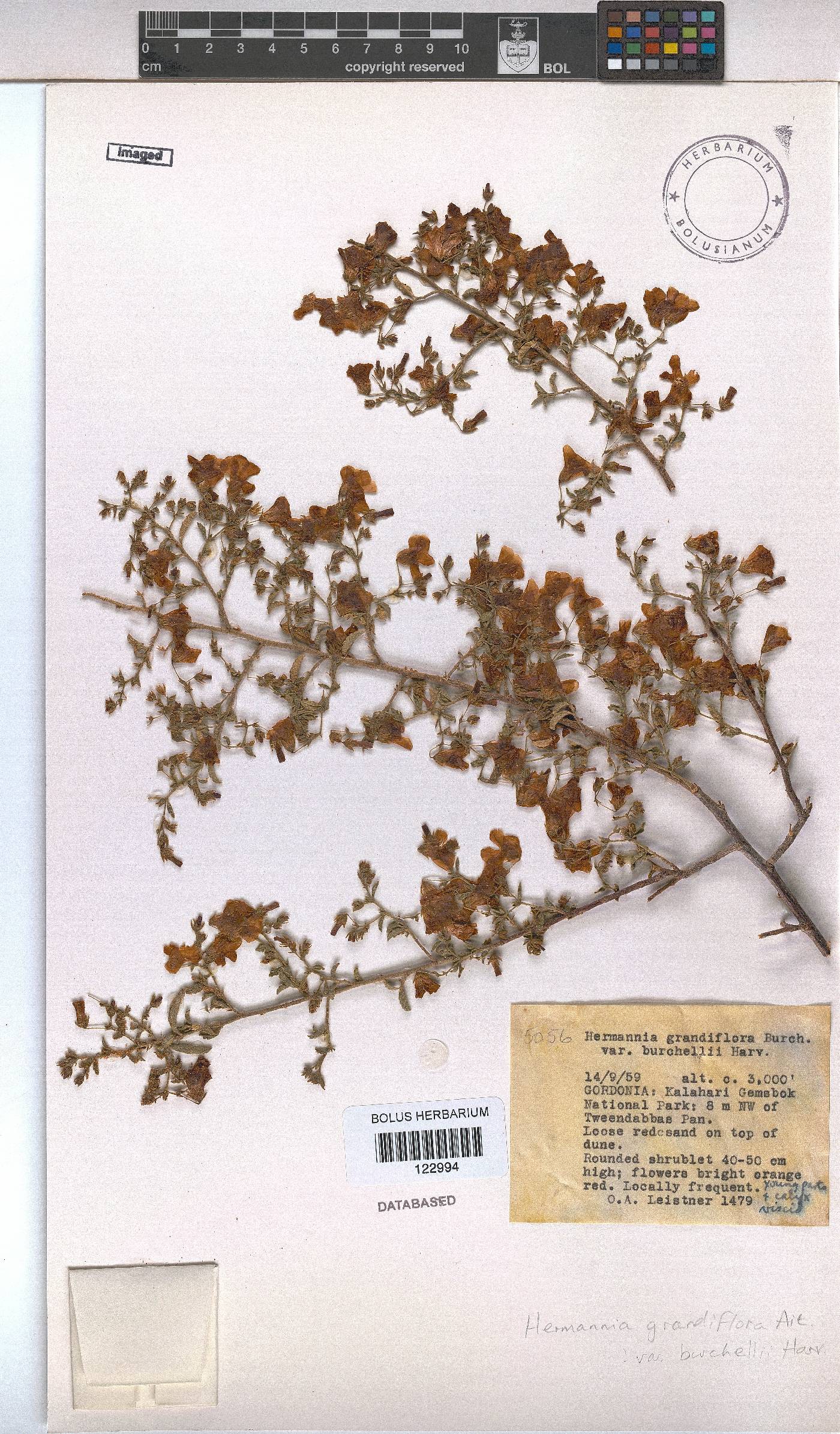 Hermannia burchellii image