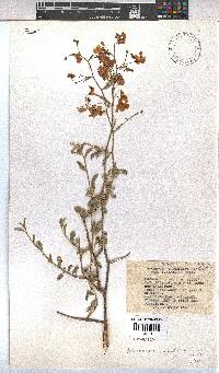 Hermannia grandiflora image