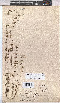 Image of Acrodon deminutus