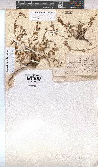 Hermannia bicolor image