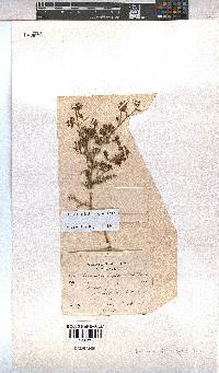 Hermannia bicolor image