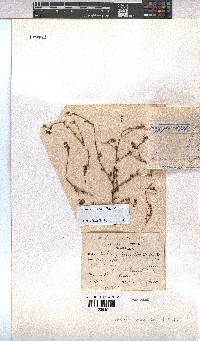 Hermannia bicolor image