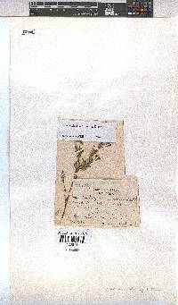 Hermannia bicolor image
