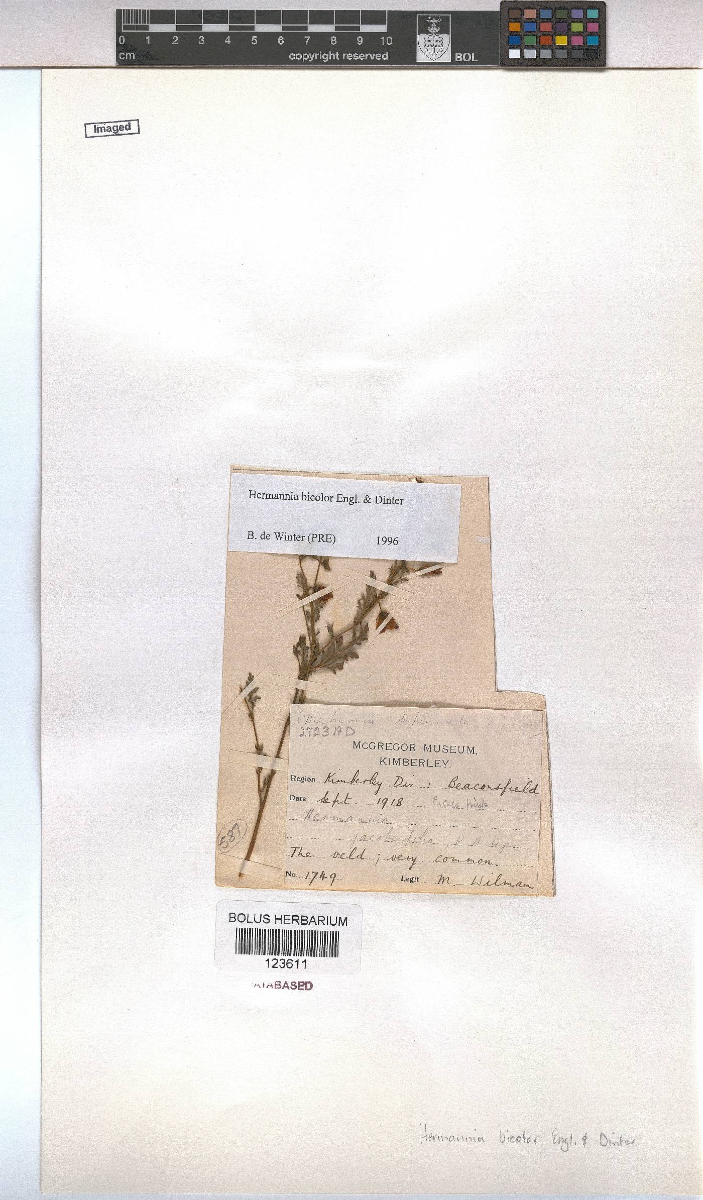 Hermannia bicolor image