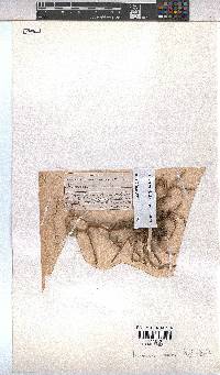 Hermannia bicolor image