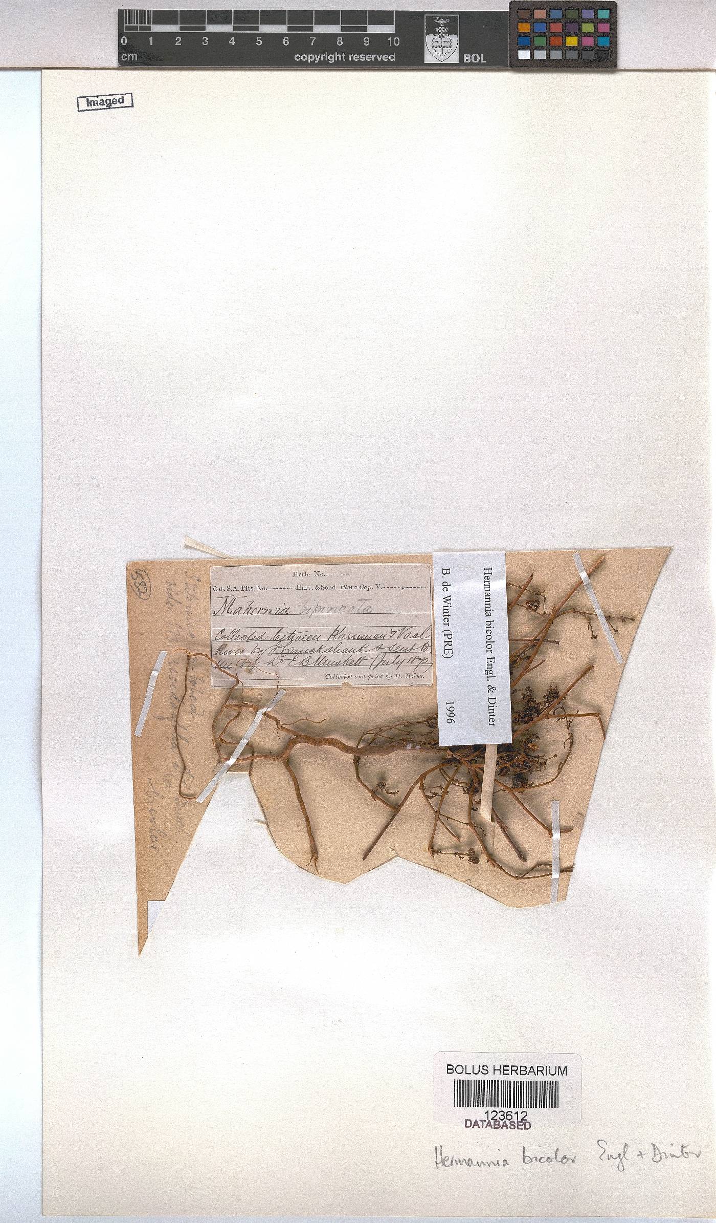 Hermannia bicolor image